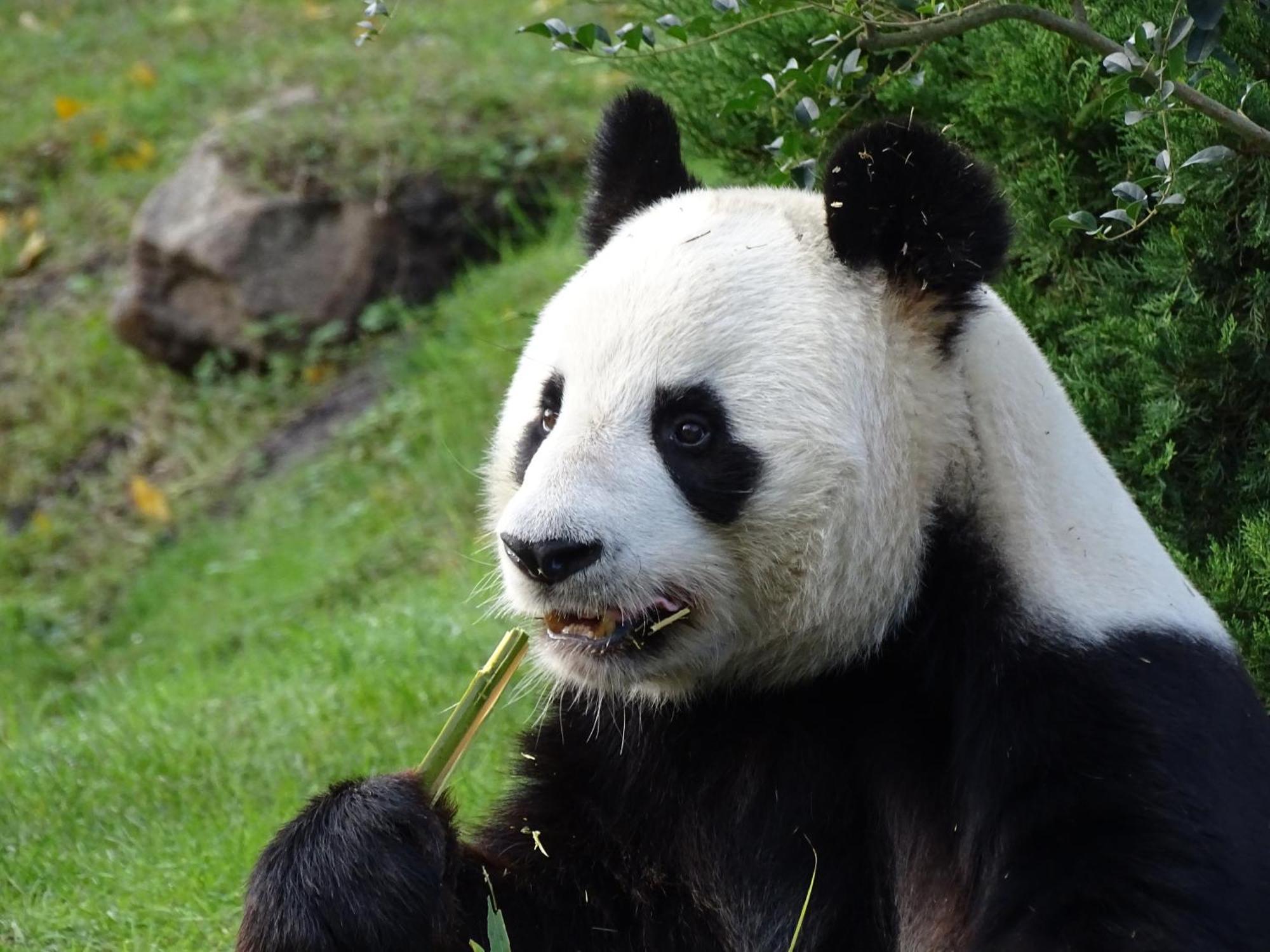 Trainefeuilles - Chambres D'Hotes Proche Zoo De Beauval Le Controis-en-Sologne ภายนอก รูปภาพ