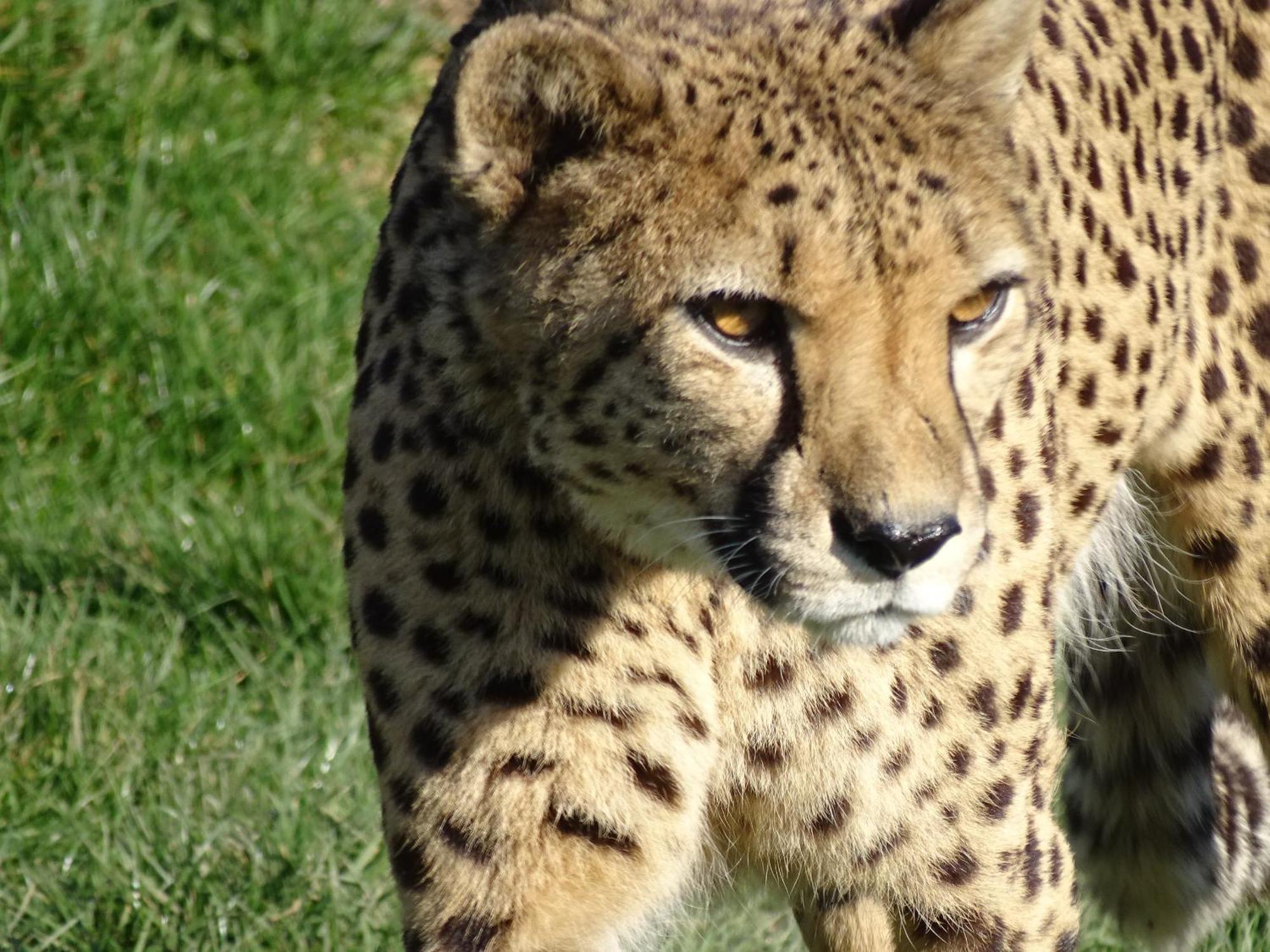 Trainefeuilles - Chambres D'Hotes Proche Zoo De Beauval Le Controis-en-Sologne ภายนอก รูปภาพ